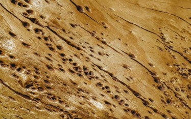 Wood damage by pests, one of the reasons for the importance of pest control in commercial buildings